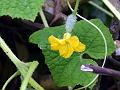 Wild Cucumber
